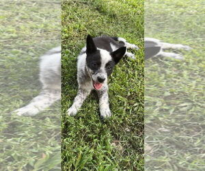 Border Collie-Unknown Mix Dogs for adoption in Harrison, AR, USA