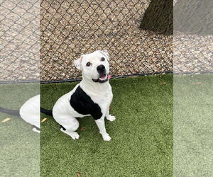 Labrador Retriever-Unknown Mix Dogs for adoption in Hilton Head, SC, USA