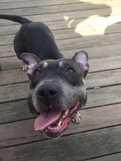American Pit Bull Terrier Dogs for adoption in Chicopee, MA, USA