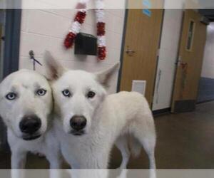 Pyrenees Husky Dogs for adoption in Temple, TX, USA