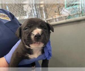 Mutt Dogs for adoption in HESPERIA, CA, USA