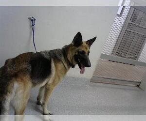 German Shepherd Dog Dogs for adoption in Pasadena, TX, USA