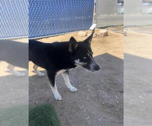 German Shepherd Dog-Siberian Husky Mix Dogs for adoption in HESPERIA, CA, USA