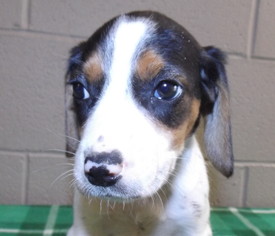 Medium Photo #1 Treeing Walker Coonhound-Unknown Mix Puppy For Sale in Oxford, MS, USA