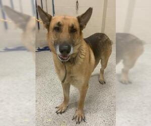 German Shepherd Dog Dogs for adoption in Conroe, TX, USA
