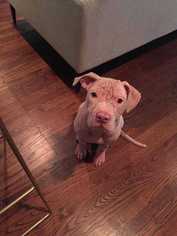 Small American Pit Bull Terrier