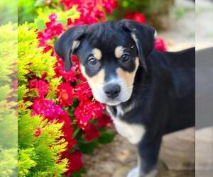 Labrador Retriever-Unknown Mix Dogs for adoption in San Diego, CA, USA