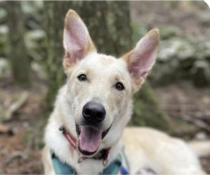 Mutt Dogs for adoption in San Ramon, CA, USA