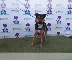 German Shepherd Dog-Unknown Mix Dogs for adoption in Orlando, FL, USA