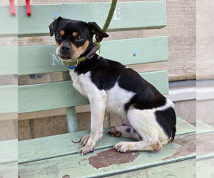 Chihuahua Dogs for adoption in Long Beach, CA, USA