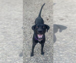 Doberman Pinscher-Unknown Mix Dogs for adoption in Santa Barbara, CA, USA