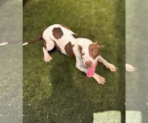 American Pit Bull Terrier-Unknown Mix Dogs for adoption in Rowlett, TX, USA