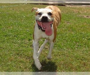 Bulloxer Dogs for adoption in Sarasota, FL, USA