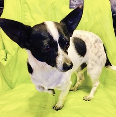 Medium Photo #1 Chihuahua Puppy For Sale in Brownsboro, AL, USA