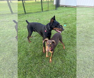 Doberman Pinscher Dogs for adoption in Buffalo, MN, USA