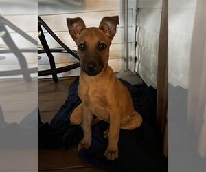 Rhodesian Ridgeback Dogs for adoption in San Antonio, TX, USA