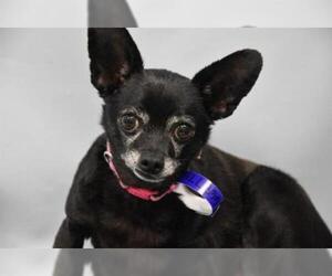 Chihuahua Dogs for adoption in Fort Collins, CO, USA