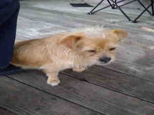 Medium Photo #1 Mutt Puppy For Sale in San Antonio, TX, USA