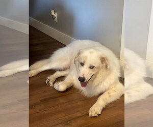 Great Pyrenees Dogs for adoption in Denver , CO, USA
