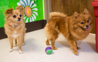 Pomeranian Dogs for adoption in Birdsboro, PA, USA