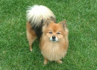 Pomeranian Dogs for adoption in Brooklyn Center, MN, USA