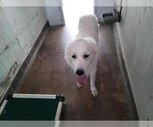 Great Pyrenees Dogs for adoption in Sanford, FL, USA