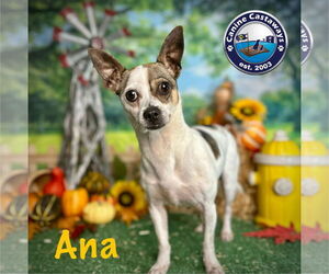 Rat Terrier-Unknown Mix Dogs for adoption in Arcadia, FL, USA