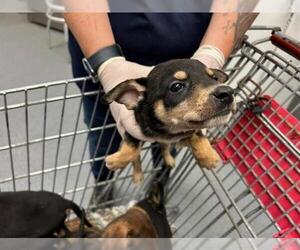 Doberman Pinscher-Unknown Mix Dogs for adoption in Tulsa, OK, USA