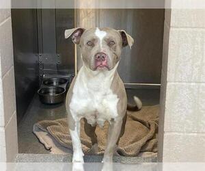 Mutt Dogs for adoption in Orange, CA, USA