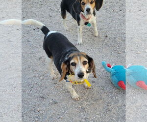 Beagle Dogs for adoption in Las Vegas, NV, USA