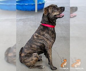 Rottweiler Dogs for adoption in Roanoke, VA, USA