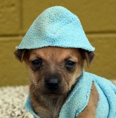 Dachshund Dogs for adoption in Glendale , AZ, USA