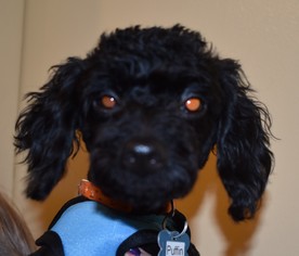 Poodle (Toy) Dogs for adoption in Seattle, WA, USA