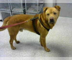 Chinese Shar-Pei Dogs for adoption in Pasadena, TX, USA