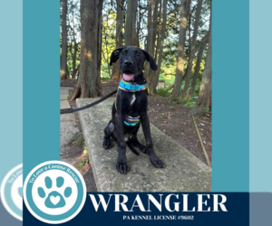 Great Dane-Labrador Retriever Mix Dogs for adoption in Kimberton, PA, USA