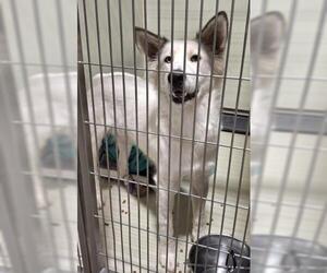 Siberian Husky Dogs for adoption in Bakersfield, CA, USA