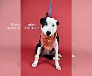 Border Collie Dogs for adoption in Bakersfield, CA, USA