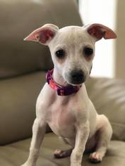 Chihuahua Dogs for adoption in Phoenix , AZ, USA