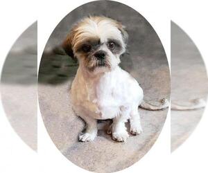 Shih Tzu Dogs for adoption in Spring, TX, USA