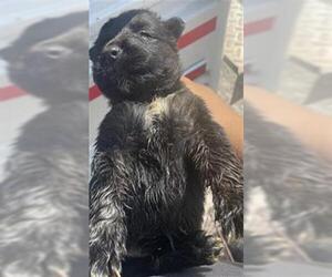 Labrador Retriever Dogs for adoption in Houston, TX, USA