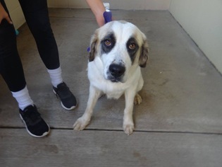 great pyrenees pointer mix