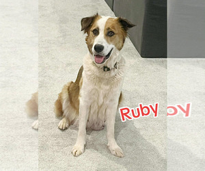 Border Collie Dogs for adoption in Holly Springs, NC, USA