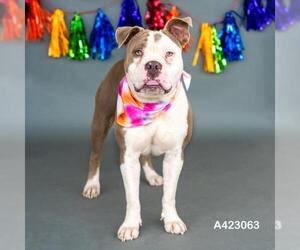 American Bulldog-Unknown Mix Dogs for adoption in Conroe, TX, USA
