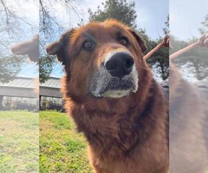 German Shepherd Dog-Unknown Mix Dogs for adoption in Woodland, CA, USA