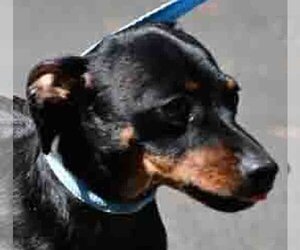 Dachshund Dogs for adoption in Vernonia, OR, USA