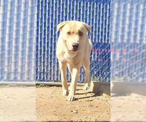 Labrador Retriever-Unknown Mix Dogs for adoption in HESPERIA, CA, USA