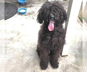 Poodle (Standard) Dogs for adoption in Houston, TX, USA