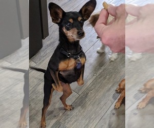 Miniature Pinscher Dogs for adoption in Canutillo, TX, USA