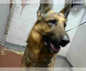 German Shepherd Dog Dogs for adoption in Atlanta, GA, USA