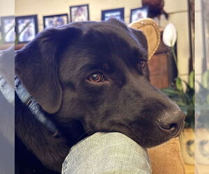 Borador Dogs for adoption in Wakefield, RI, USA